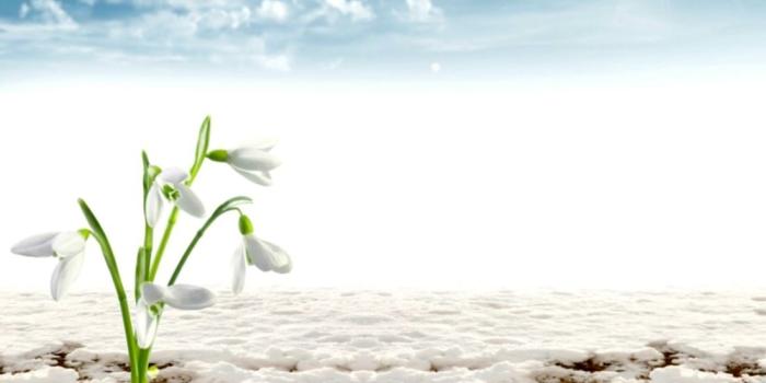 1101x944 Flower Early Snow Flowers Sun Harbingers Spring Themes