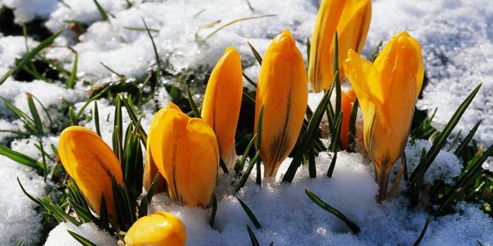 1280x1024 Crocus Peeking Out of the Snow Wallpaper and Background Image