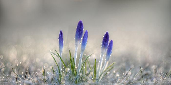 1920x1278 36 Spring Flowers Wallpapers - WallpaperBoat