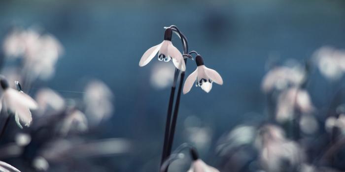 3840x2160 Wallpaper Blue Snowdrop, 5k, 4k wallpaper, flowers, spring, OS