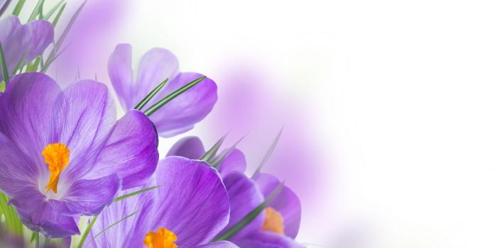 1920x1080 Spring Flowers Wallpapers posted by Michelle Tremblay
