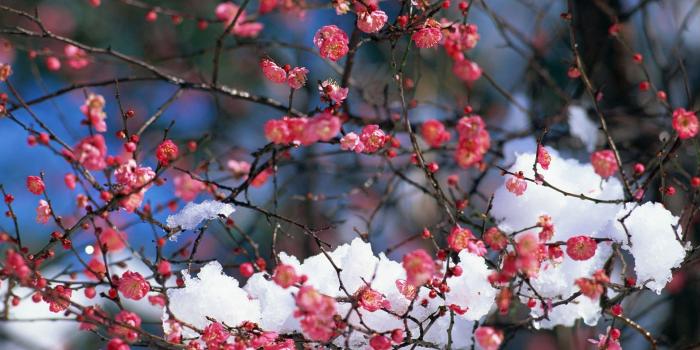 1920x1200 japan, Snow, Cherry, Blossoms, Flowers, Spring, Pink, Flowers