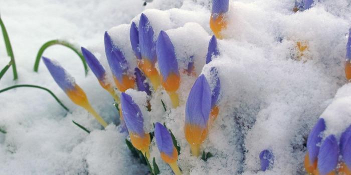 2048x1536 First Spring Flowers wallpaper | nature and landscape | Wallpaper