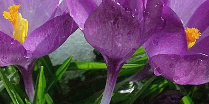 1080x1920 Purple spring flowers in the snow - HD wallpaper