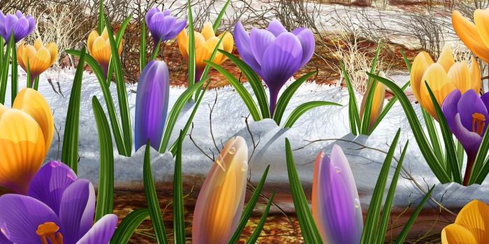 1920x1200 260090607, Crocus in the snow, aljanh.net for your desktop