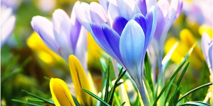 1024x768 Early Spring Flower Wallpapers