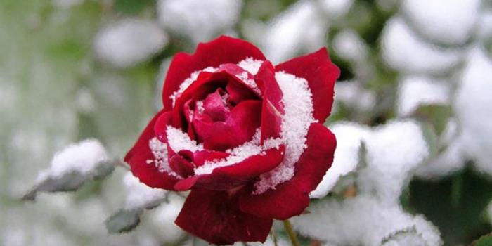 1600x1080 Daffodil Snow Flowers Spring Garden Flower Desktop - Red Rose With