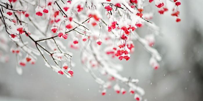 1920x1200 Best 37+ Flowers That Bloom in Winter Wallpaper on HipWallpaper