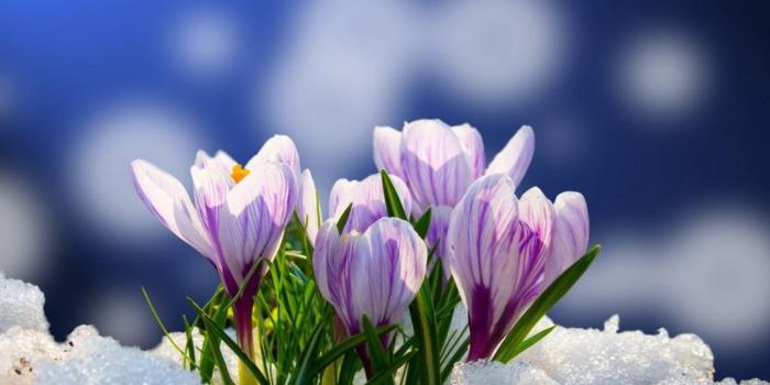 1080x810 ✅[40+] Flowers in Snow - Android, iPhone, Desktop HD Backgrounds