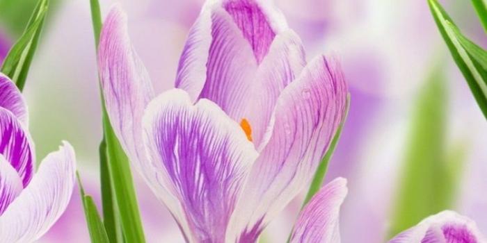 750x1334 Purple crocuses, green leaves, snow 750x1334 iPhone 8/7/6/6S