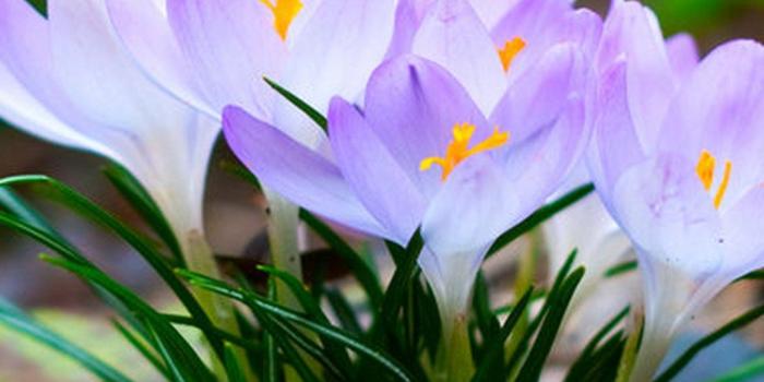 1080x1920 Wallpapers Spring Flowers - 2020 Android Wallpapers