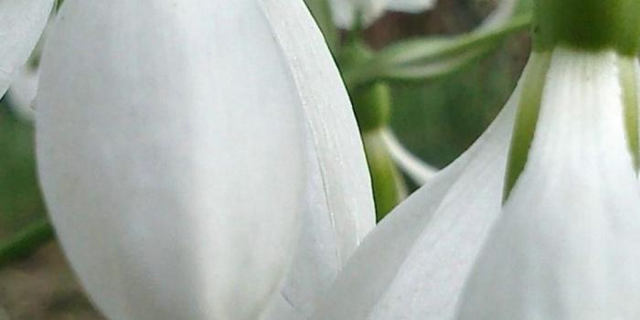 1080x1920 1080x1920 Flowers Ice Spring Snow Wallpapers HD