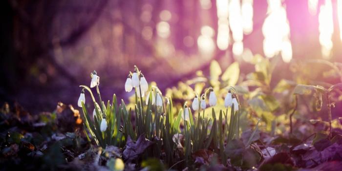 1366x768 1366x768 Snow Drops On Flowers 1366x768 Resolution HD 4k