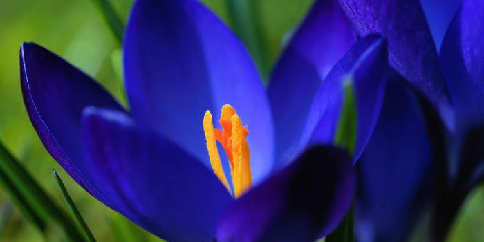3840x2400 Blue Crocus Flowers Wallpapers