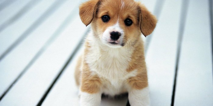 1920x1440 Cute Dogs and Puppies Wallpaper ·① WallpaperTag