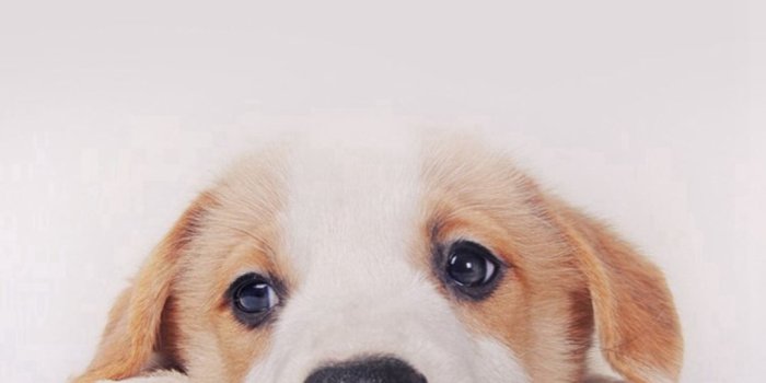 1080x1920 Cute Puppy Dog Pet iPhone 8 Wallpapers | Cute dog wallpaper, Dog