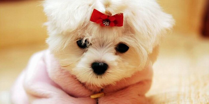1920x1080 Free download cute dog Dogs Wallpaper [1920x1200] for your Desktop