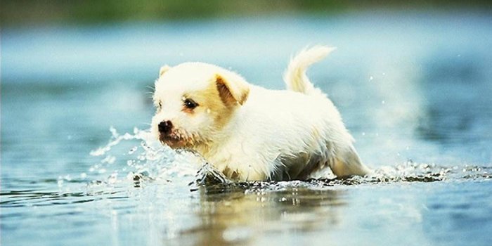 1024x768 Cute Dog Wallpapers
