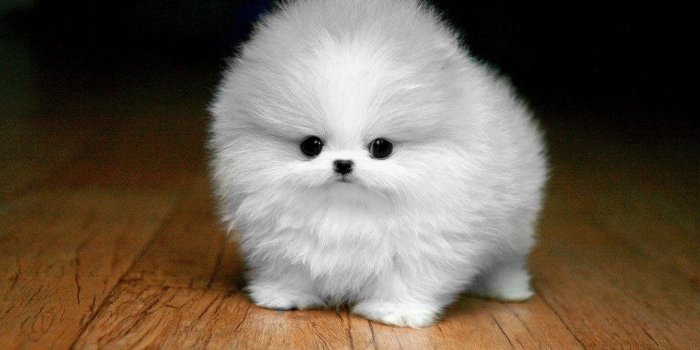 1170x760 Cute Dog Wallpaper Desktop - Fluffy Maltese Puppy, Hd Wallpapers
