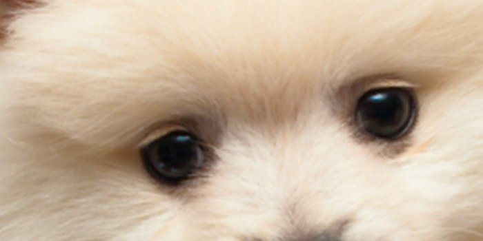 1080x1920 Iphone Wallpaper Cute Puppies Pictures Dog Wallpapers - White