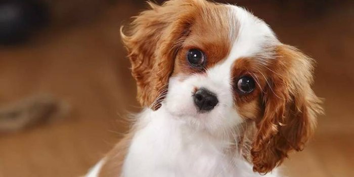 720x1280 Cute Dog wallpaper by sahilrajurkar3697109 - dd - Free on ZEDGE™