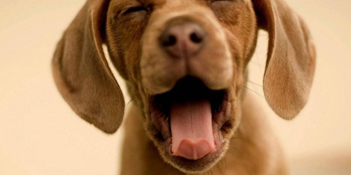 1521x1280 Funny Dog wallpaper by Sneha___ - 89 - Free on ZEDGE™