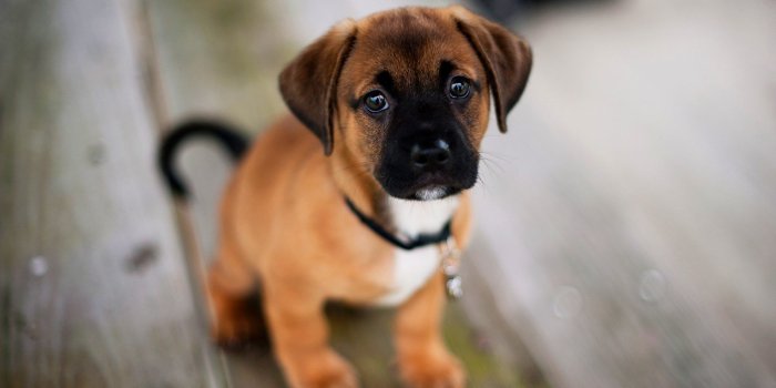1920x1200 Cute Dog Look Wallpaper 43721 1920x1200px