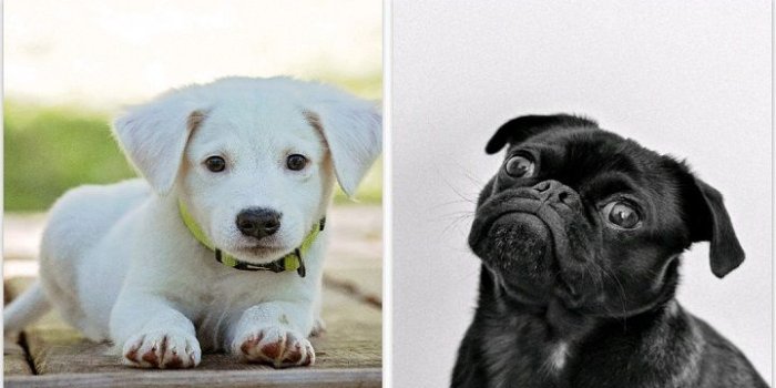 720x1280 Amazon.com: Cute Dog Wallpapers HD: Appstore for Android