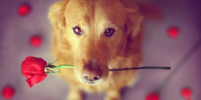 1920x1200 Cute Dog Pictures Download - 1920x1200 Wallpaper - Ecopetit.cat