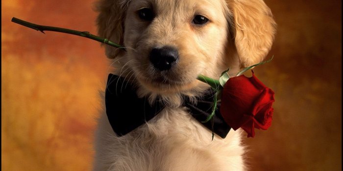 2560x2048 Cute Dogs Wallpapers ·① WallpaperTag