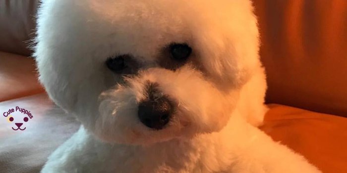1280x1024 High Quality Dog Wallpaper For Dog Lovers – Cute Puppies Now