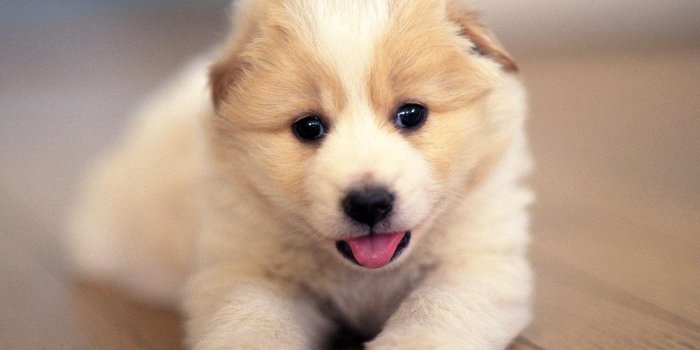 1600x1200 Cute Dog Wallpapers
