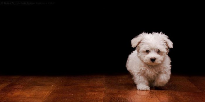 2000x1200 cropped-Cute-Dog-Wallpapers-Free-Download.jpg