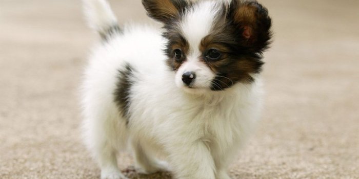 1024x768 Cute dog wallpaper | kitty.green66