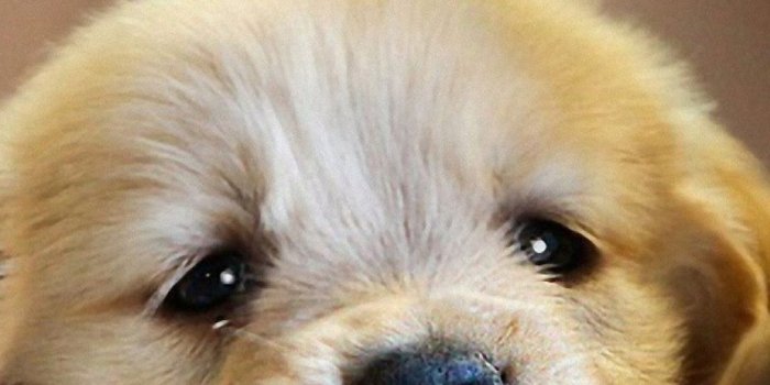 1080x1920 Puppy Android Wallpaper - Cutest Picture Of Puppies (#870241) - HD