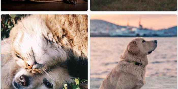 720x1280 Amazon.com: Cute Dog Wallpapers HD: Appstore for Android