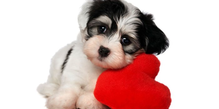 1920x1200 Download Cute Dog Wallpapers For Windows