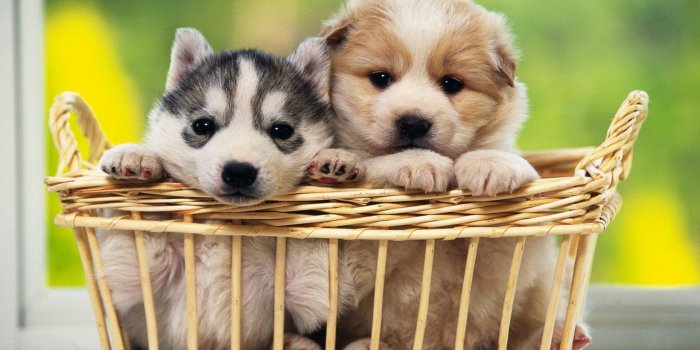 2560x1440 Desktop cute dog wallpapers free download