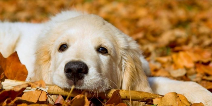 1440x900 Free download Cute Dog Dogs Wallpaper 33531410 [1600x1200] for