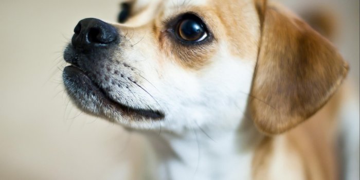 2048x1536 Cute Dog HD wallpaper download