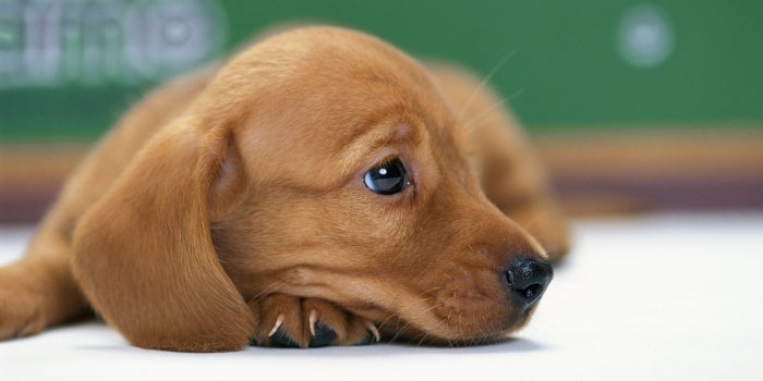 1920x1080 YouWall - Cute Dog Wallpaper - wallpaper,wallpapers,free wallpaper
