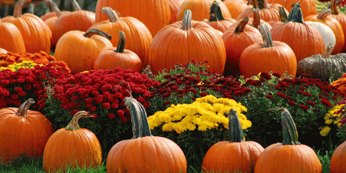 3872x2592 Pumpkin Farm Wallpapers - Top Free Pumpkin Farm Backgrounds