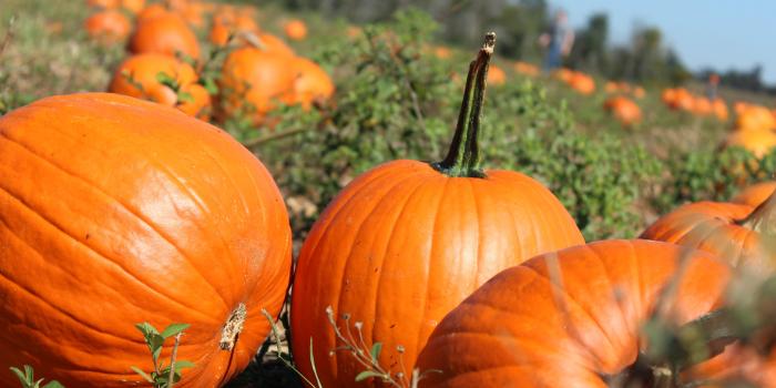 5184x3456 Best 27+ Pumpkin Backgrounds for Desktop on HipWallpaper