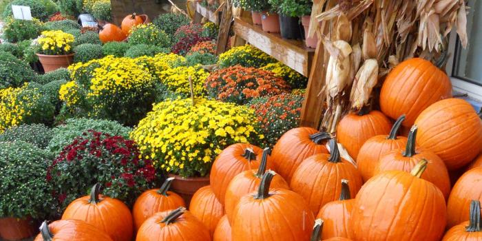 1600x989 Free download Fall Pumpkins Wallpaper Today is a beautiful fall