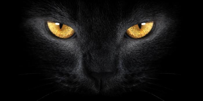7588x4264 Download wallpaper cat, eyes, black free desktop wallpaper in the