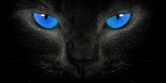 1920x1080 Cat Eye Wallpapers