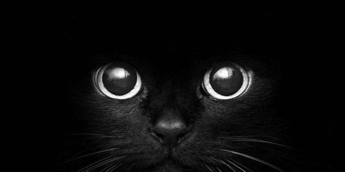 1024x768 Cat Eye Wallpapers