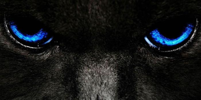 1600x1200 Black Cat Eyes Wallpaper | Black Cat Blue Eyes | Eyes wallpaper