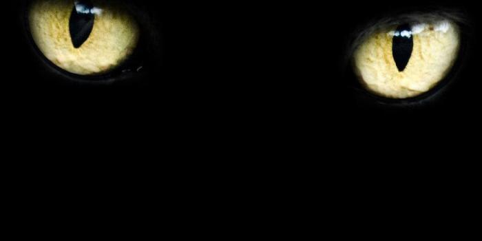 1080x1920 Cat Eye Wallpapers