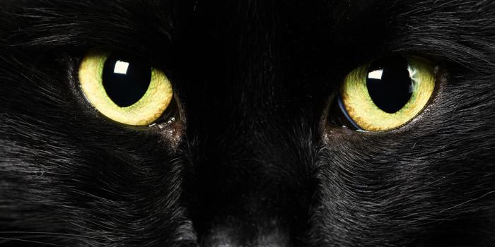 1600x1200 43+] Black Cat Eyes Wallpaper on WallpaperSafari